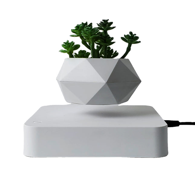 Levitating Bonsai